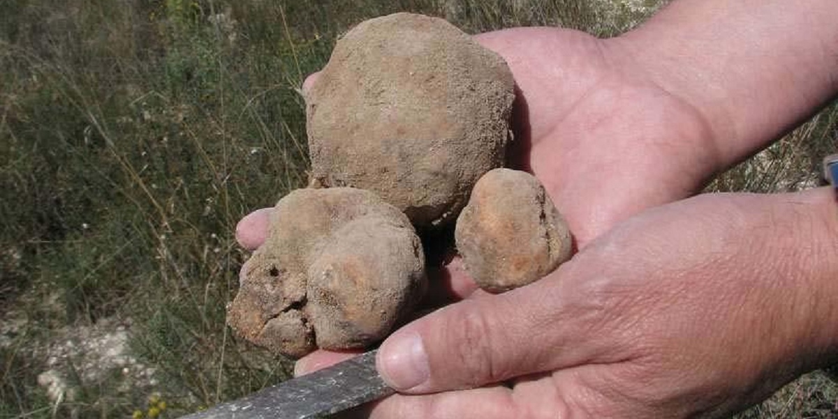 Características de la Terfezia claveryi