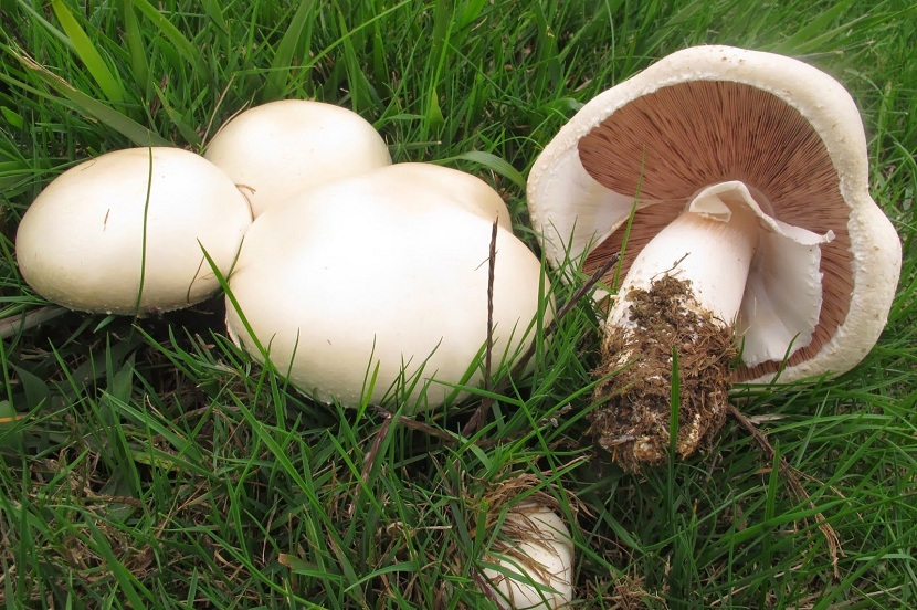 Champiñon silvestre