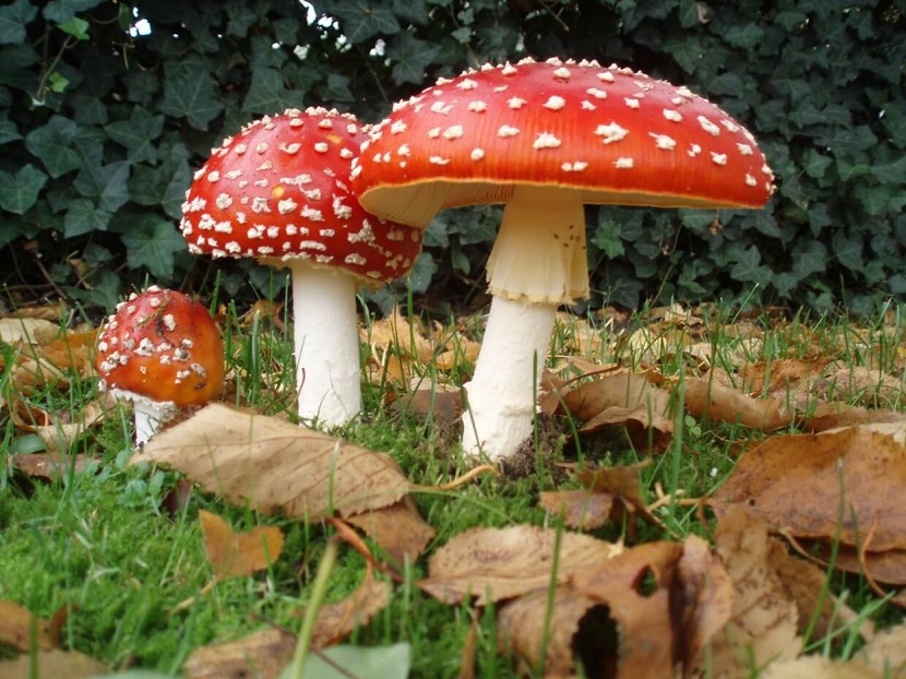 Setas venenosas