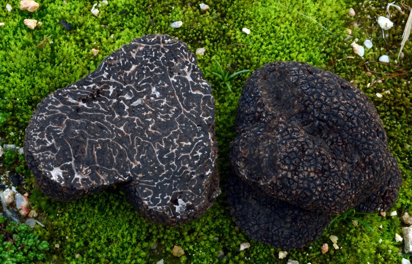 trufa negra