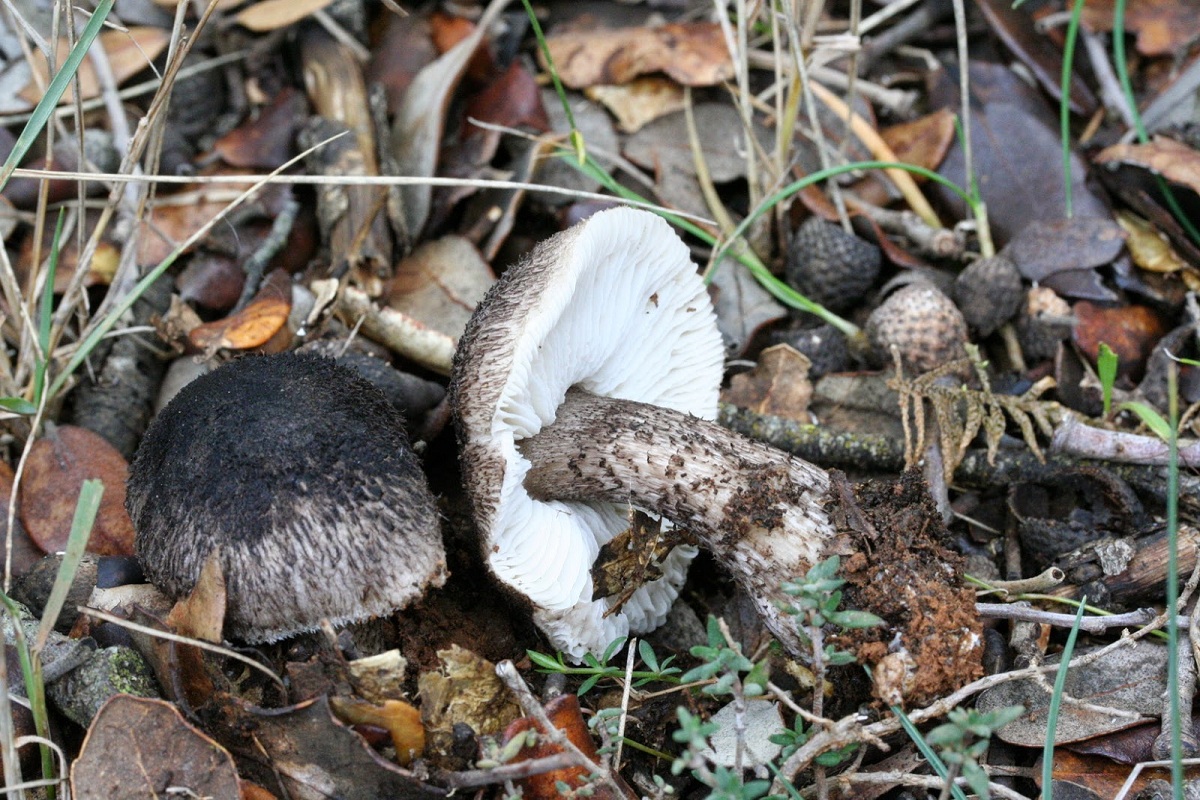 Tricholoma atrosquamosum características