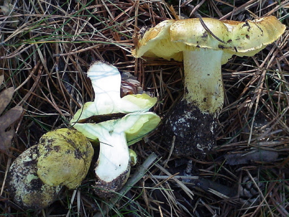 Toxicidad de la Tricholoma equestre