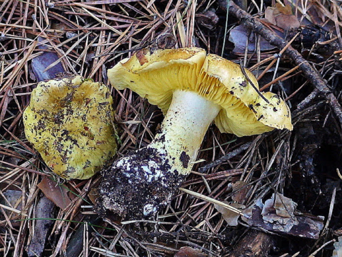 Tricholoma equestre