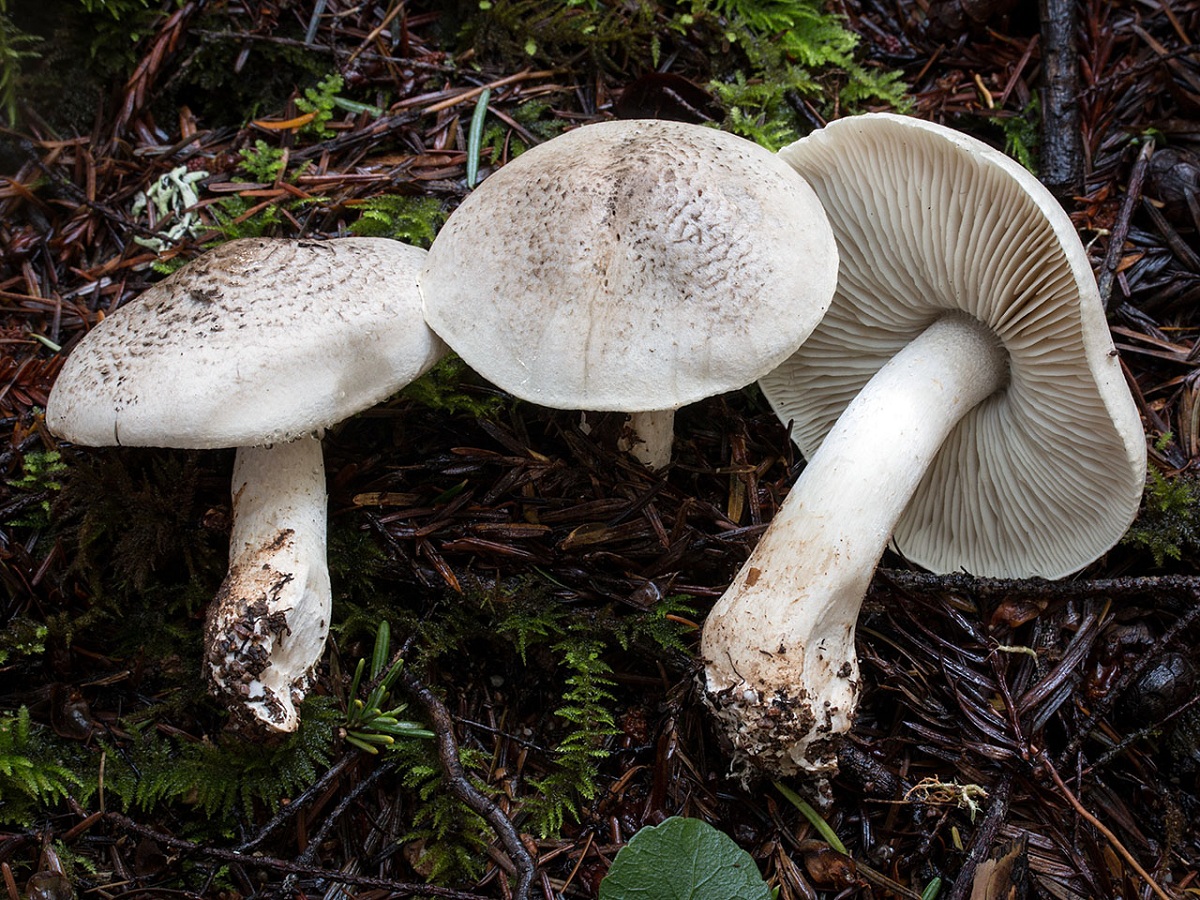 Sombrero de la Tricholoma pardinum