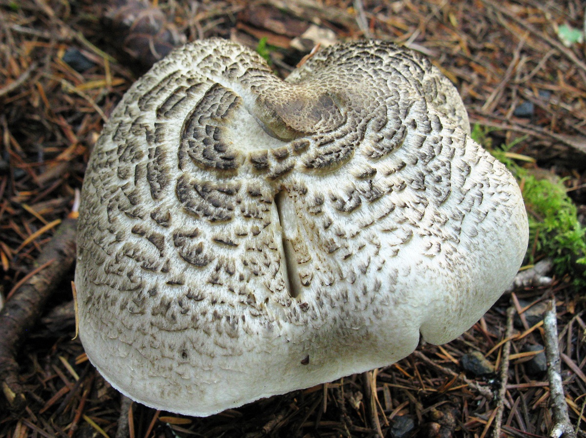 Tricholoma pardinum
