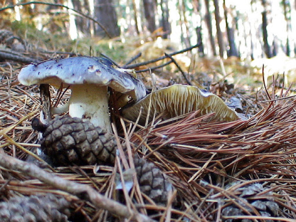 Tricholoma portentosum
