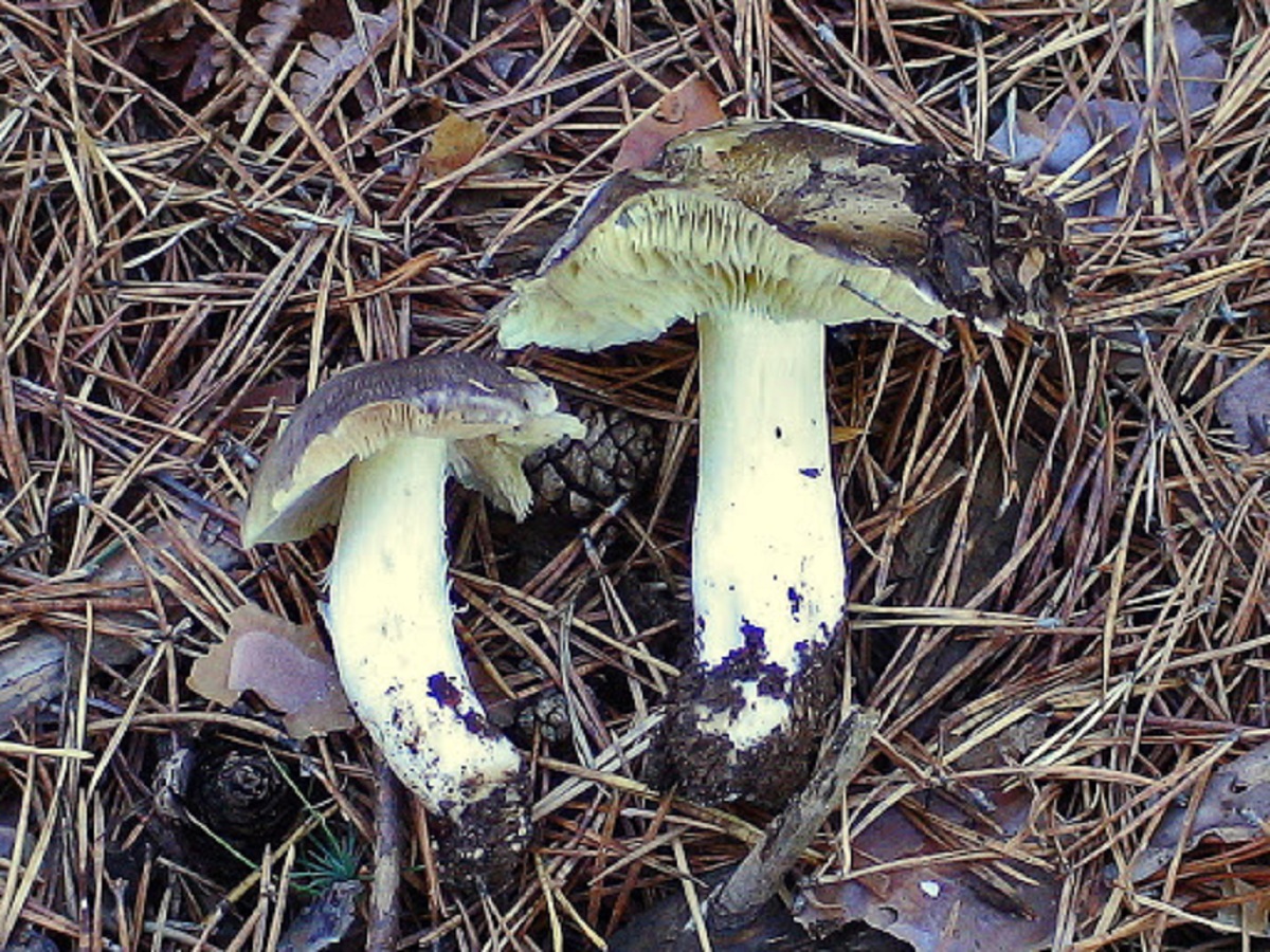tricholoma portentosum seta