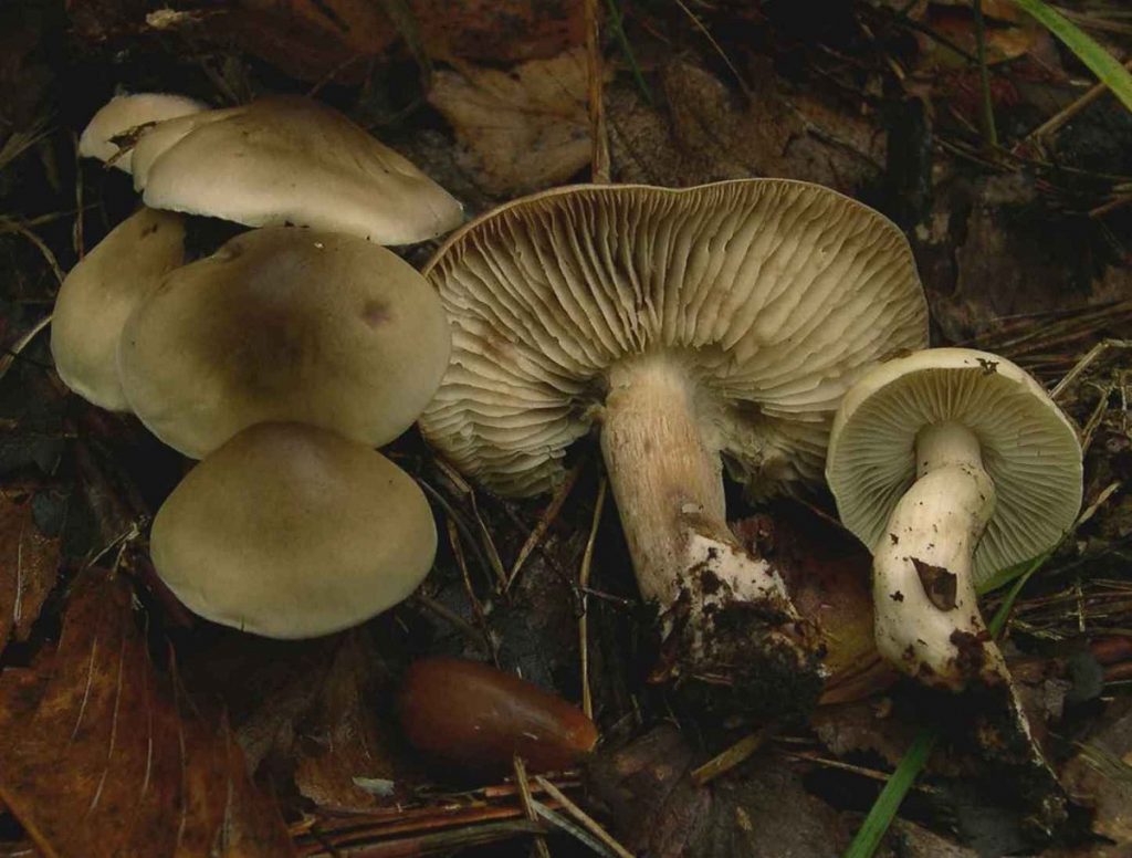 Tricholoma saponaceum con el sombrero de tonos verdosos