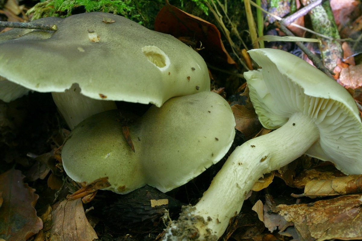 Tricholoma saponaceum sombrero