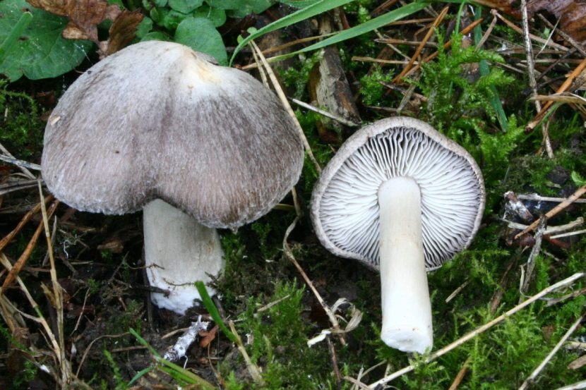 Aspecto general del Tricholoma terreum en un pinar