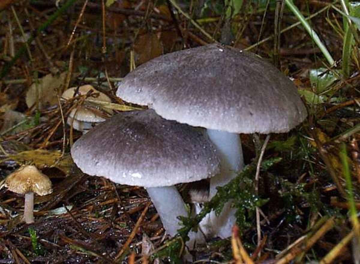 Sombrero del Tricholoma virgatum