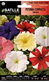 Petunia Compacta VARIADA