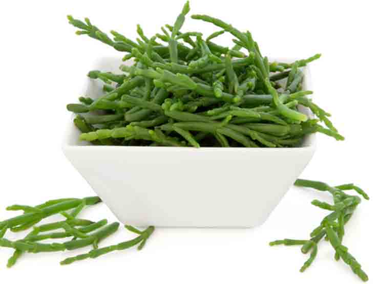 Espárrago de mar. Salicornia europaea