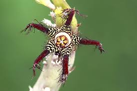 Caralluma fimbriata