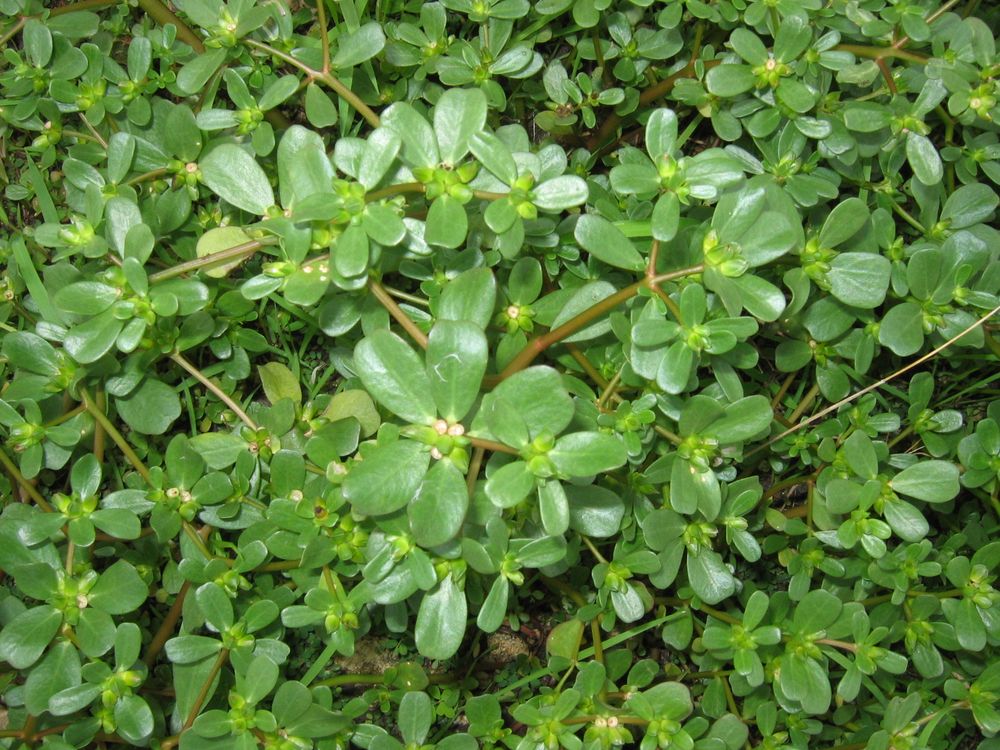 Portulaca oleraceae