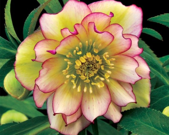 Hellebore es una planta amante de la sombra que ofrece una hermosa floración.