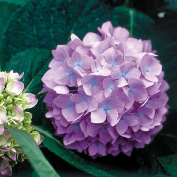 La familia de las hortensias incluye muchas variedades, incluida la hortensia que vuelve a florecer 
