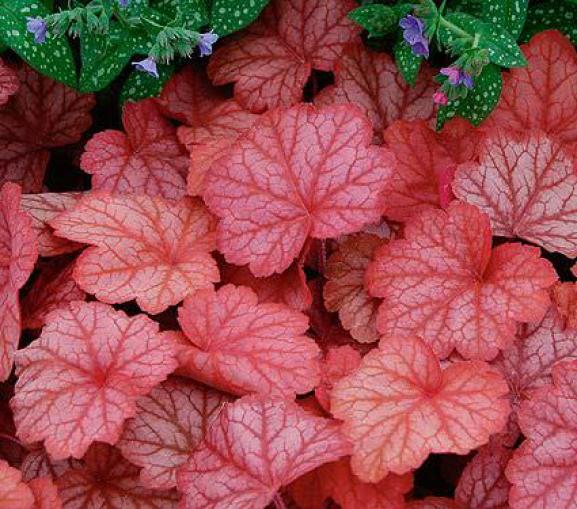 La heuchera es una planta perenne, de cobertura vegetal y semi-perenne, que se cultiva exclusivamente por su follaje, que puede consistir en hojas de diferentes colores entre rojo, plateado, bronce y violeta.