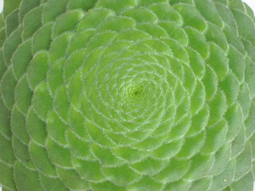 Vista de la planta Aeonium tabuliforme