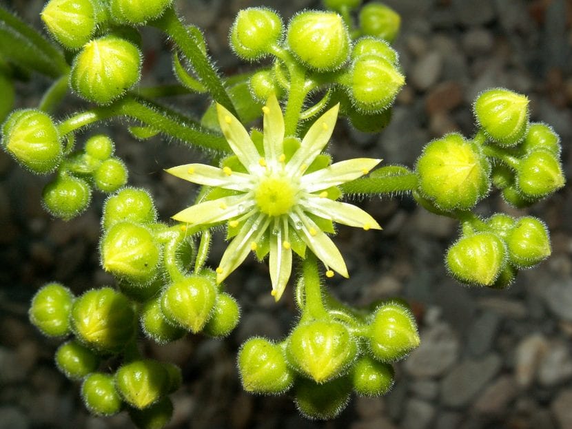 Flores del Aeonium tabuliforme
