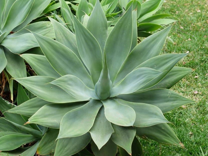 Roseta de Agave attenuata con hojas verde azuladas sin espinas