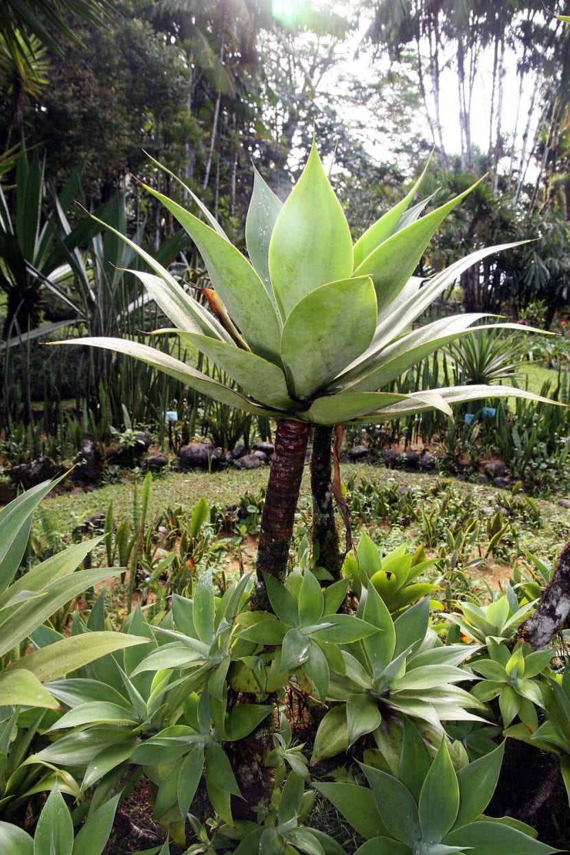 Agave attenuata con el tronco desarrollado y curvado