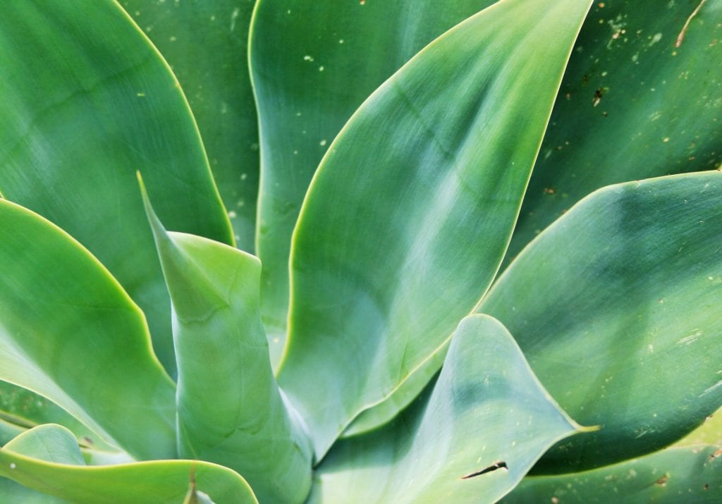 Las hojas del Agave attenuata son verde-azuladas