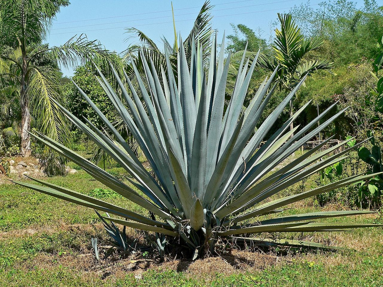 Agave azul: la piña, la denominación de origen y el clon
