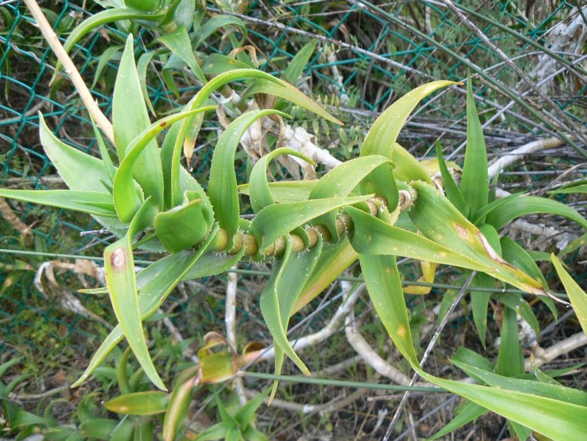 Planta de Aloe ciliaris, rústica y bonita