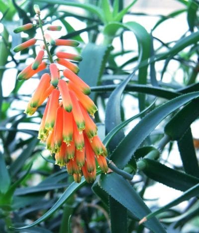 Inflorescencia del Aloe ciliaris