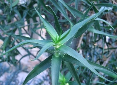 Aloe ciliaris con tallos delgados apoyados sobre vegetación
