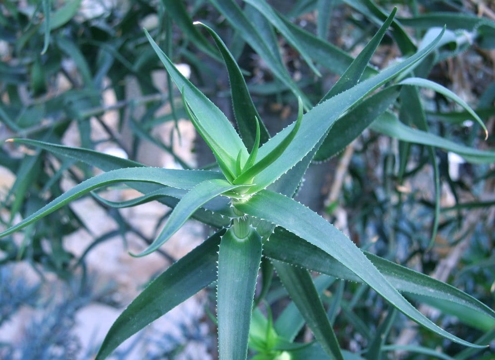 Aloe ciliaris: el aloe que trepa (Aloiampelos ciliaris)