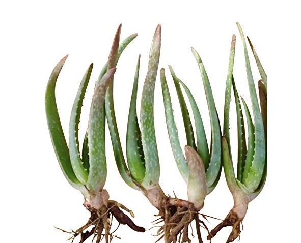 Plantar Aloe Vera
