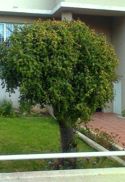 La Portulacaria afra es un arbusto o arbolito fácil de cuidar