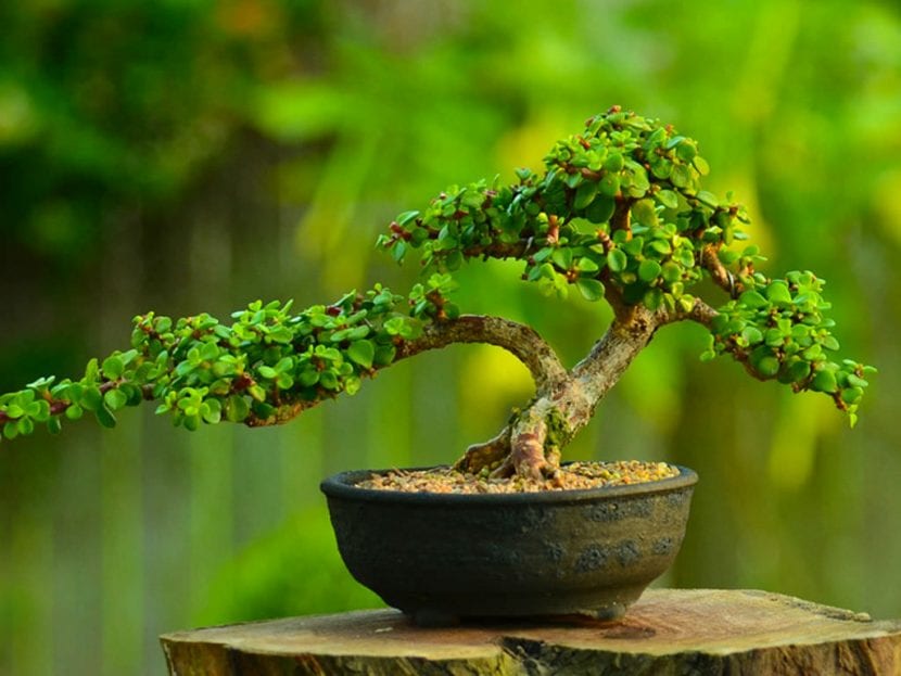 La Portulacaria afra se puede trabajar como bonsái