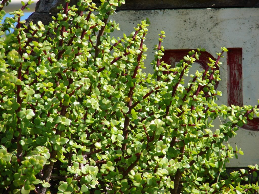 Portulacaria afra: el arbusto elefante que fija carbono