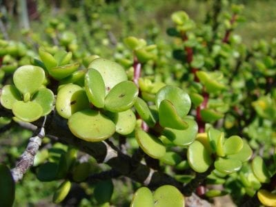 Detalle de las hojas opuestas y redondeadas de Portulacaria afra