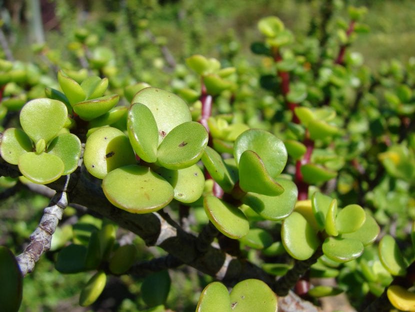 Las hojas de la Portulacaria afra son suculentas