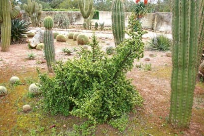 Portulacaria afra adulta con porte arbustivo y ramas rojizas