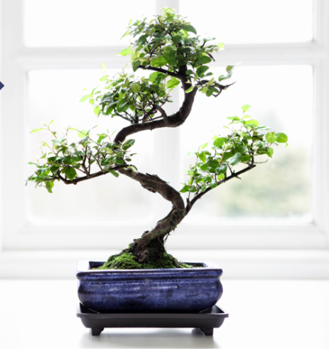 bonsai cultivo y cuidado