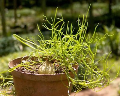 Bulbo verde de Bowiea volubilis emitiendo su tallo trepador ramificado