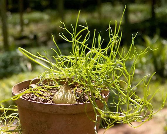 Bowiea volubilis: el bulbo que echa una liana verde