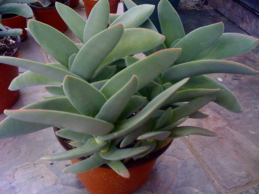 La Crassula falcata es el nombre científico de la Crassula de hoces