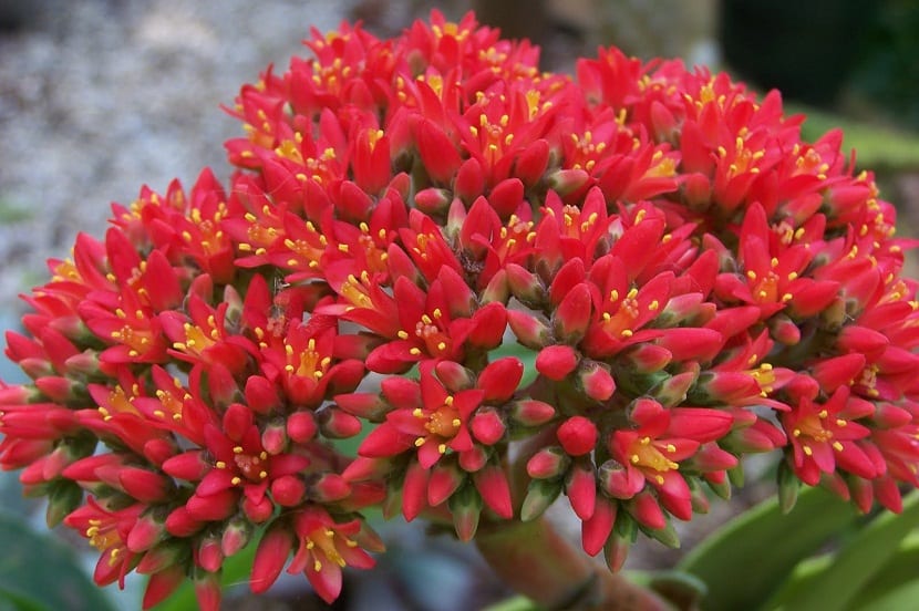 Cuidados necesarios para la Crassula falcata