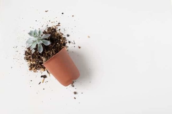 Cómo cuidar a las plantas suculentas de interior