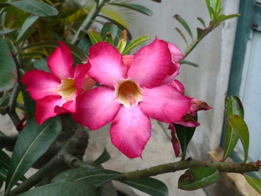 Pon tu Adenium obesum en una zona luminosa