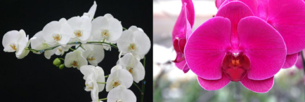 Como cuidar una orquídea