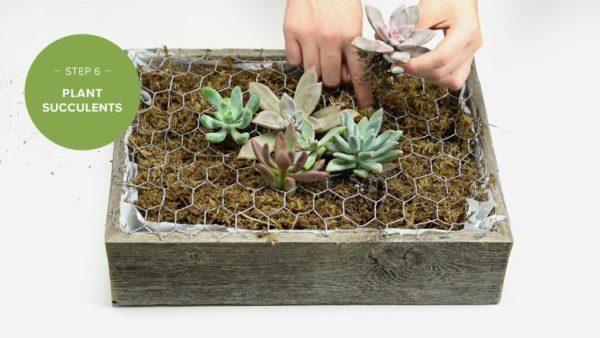 Cómo hacer un jardín de pared de plantas suculentas
