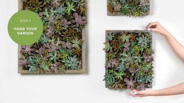 Cómo hacer un jardín de pared de plantas suculentas