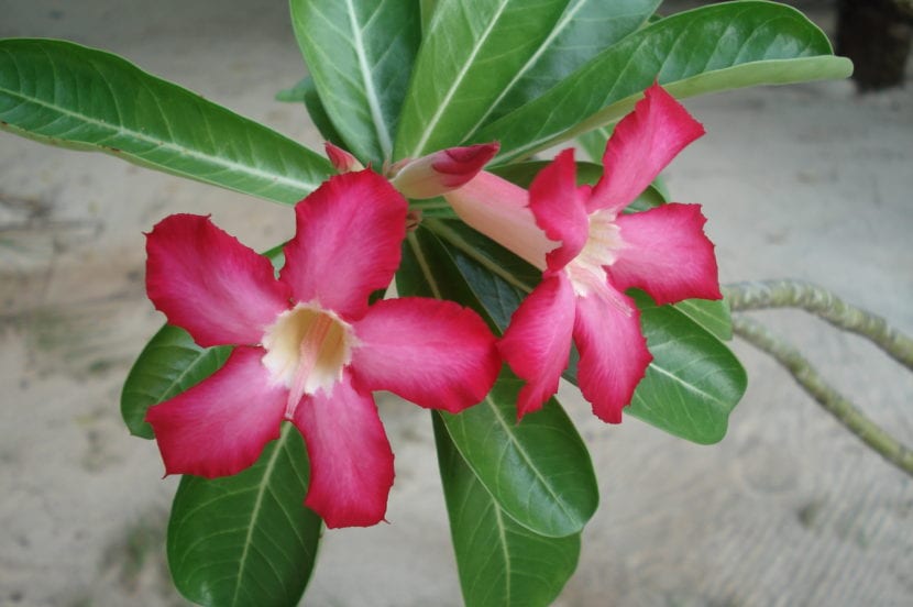 Adenium obesum en flor